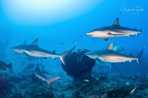 Sharks and the Reef, Gardens of the Queen Cuba by Alejandro Topete 